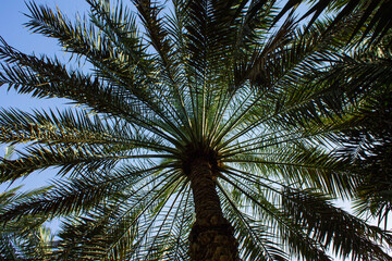 Fototapeta na wymiar palmeraie d'Al Aïn