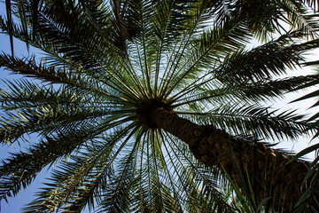 Fototapeta premium palmeraie d'Al Aïn