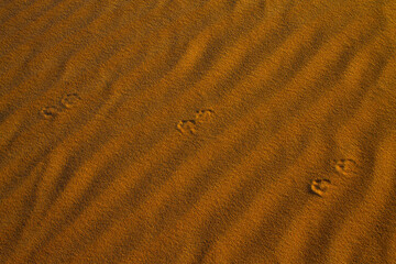 Empreintes de pattes d'animaux dans le désert