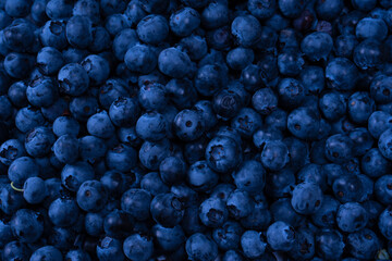 Fresh blueberry background. Texture blueberry berries close up.