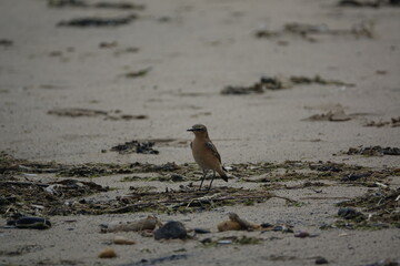 female northern wheatear (Oenanthe oenanthe) searching for food amongst seaweed on sandy beach
