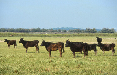 Taureau, Vache, race Camarguais