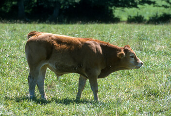 Vache limousine,