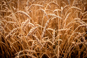 Bright ripe cereal field, yellow wheat. Close up. Harvesting. Grain Crisis in Europe.
