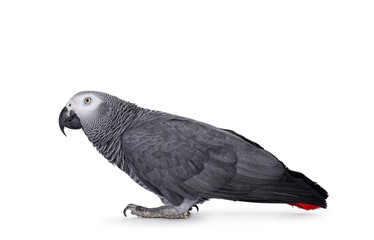 Detailed shot of Grey Parrot, standing side ways with head up. Looking straight ahead away from camera. Showing typical red tail tip. Isolated on a white background.