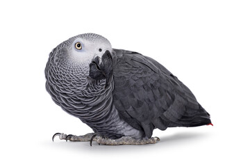 Detailed shot of Grey Parrot, standing side ways with head up. Head turned to camera. Showing typical red tail tip. Isolated on a white background.