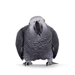 Detailed shot of Grey Parrot, standing facing front with head up. Looking towards camera showing both eyes. Showing typical red tail tip. Isolated on a white background.