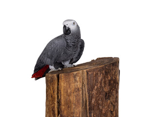 Detailed shot of Grey Parrot, standing side ways on tree trunk. Head turned towards camera. Showing typical red tail tip. Isolated on a white background.