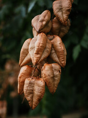 Acacia branch