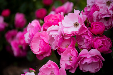 Garden pink roses in the garden close-up, card with free space for text