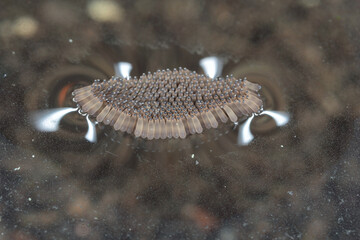 house mosquito, northern common house mosquito, common gnat, house gnat (Culex pipiens), eggs on...