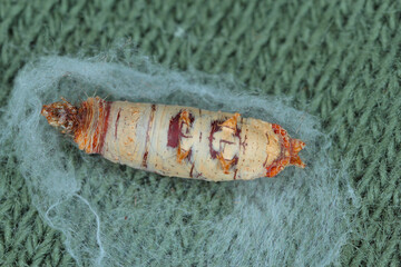 The cocoon, pupa of an insect of the order of flies.