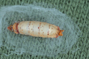 The cocoon, pupa of an insect of the order of flies.