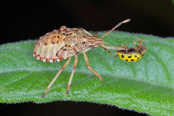 Nymph, the larva of an insect of the family Pentatomidae (shield bug) with a hunted ladybug.