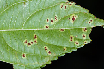 Rust caused by Puccinia komarovii on green leaf of Impatiens parviflora (Small balsam)