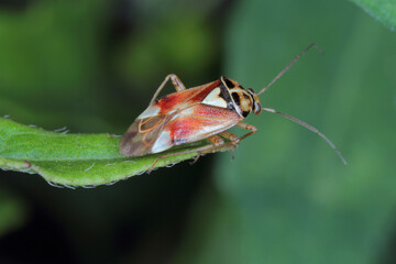 Lygus Bug form the family Miridae.