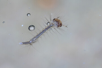 Close-up Of Mosquito Larva Underwater.