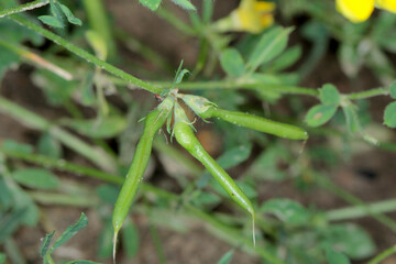 Swollen vetch (Vicia) pods by feeding inside larvae of Gall-midges (Cecidomyiidae, Diptera).