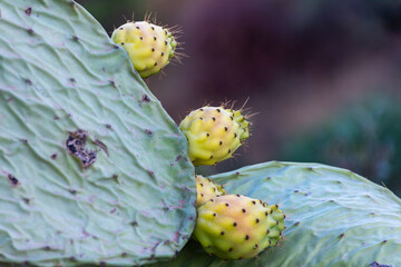 Close up prickly pear cactus fruit