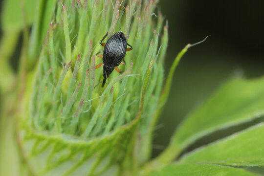 Apion trifolii
(clover seed weevil) on a bloomed clover flower.