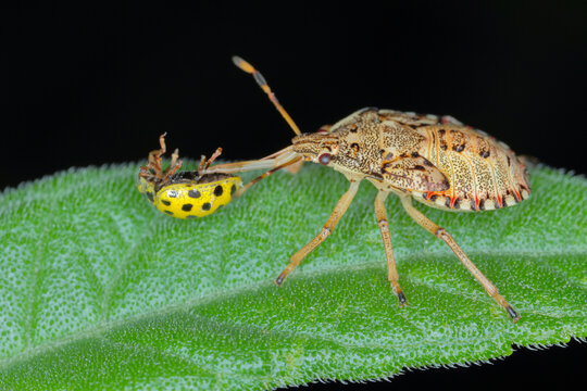 Nymph, the larva of an insect of the family Pentatomidae (shield bug) with a hunted ladybug.