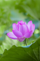 An isolated pink lotus flower surrounded by green leaves.  
