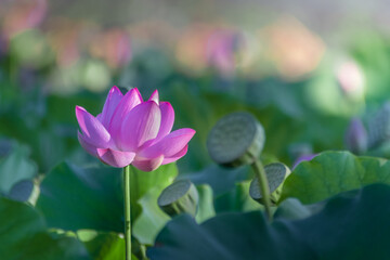 pink lotus flowers and seed pods among green leaves  in the pond in the morning light