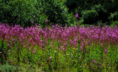 Flora in soiuthwest Rila Mountain, Bulgaria