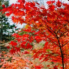 赤く染まる色鮮やかな秋の紅葉