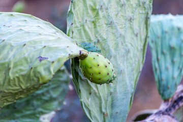 Close up prickly pear cactus fruit