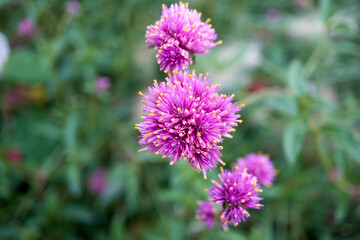 Close up of flowers with white lace purple 