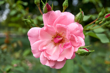 Close-up of a light pink rose blossom 