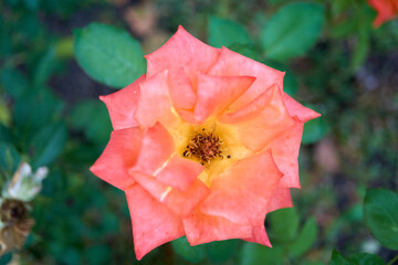 Close-up of a bright red rose blossom