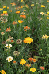 Colorful withered marigold blossoms (Calendula officinalis) and seeds in fall.