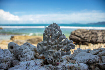 Beautiful coral by the sea