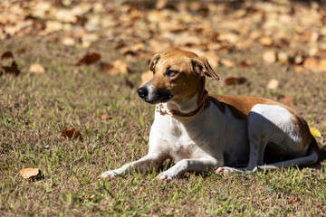 Portrait of a white and brown spotted female dog lying on the lawn. Brown eyes. Sunbath. Animal...