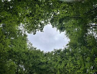 Fototapeta premium Blick nach oben im Mischwald im Sommer mit Lücke und freiem Blick in den Himmel