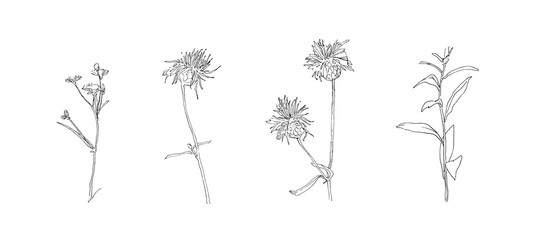 Hand drawn flower collection. Set of outline stem burdock flowers. Black isolated plants sketch vector on white background. Herb wildflower decorative print elements