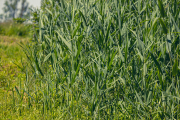 Fototapeta premium Green reeds on Lake Outdoors . Beautiful Photo Texture