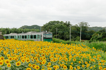 向日葵と鉄道