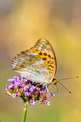 farfalla