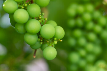 A bunch of unripe green grapes ripening on a branch of grapes, a vine of grapes with green berries