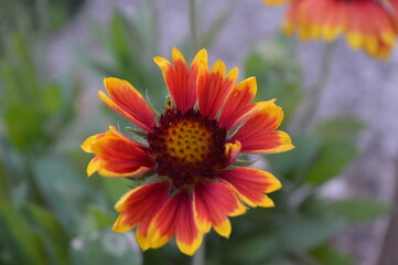 Yellow-red blanketflower, a beautiful flower that originates from North America