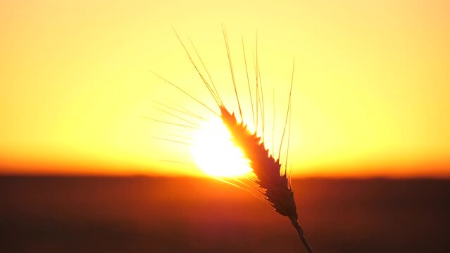 A ripe ear of wheat in the rays of a bright sunset. Harvesting grain. Economic crisis, embargo, export and import. The threat of famine.
