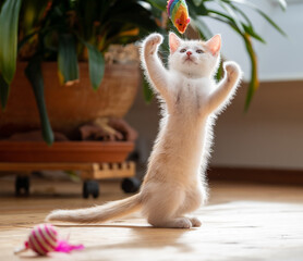 Kleine junge Katze beim Spielen.