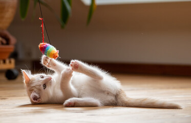 Kleine junge Katze beim Spielen.