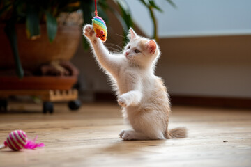 Kleine junge Katze beim Spielen.