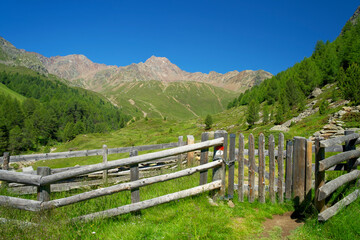 Fototapeta na wymiar wooden fence with gate on an alpine meadow in südtirol