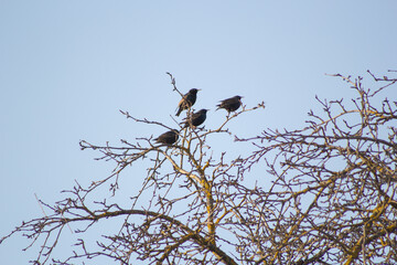birds starlings sitting on tree branches. Spring