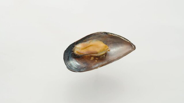 An open shell with a mussel, rotating on a white background. Close-up.